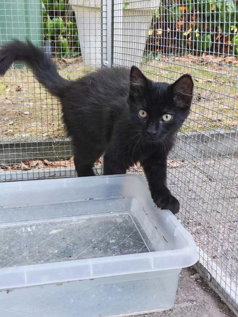 Grace, zwart female Mixed Breed Cat for adoption at Missie Miauw vzw