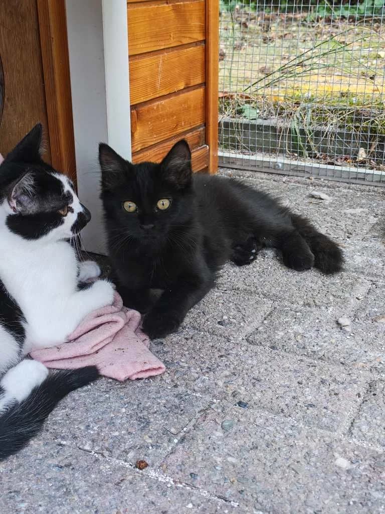 Gijs, zwart male Mixed Breed Cat for adoption at Missie Miauw vzw