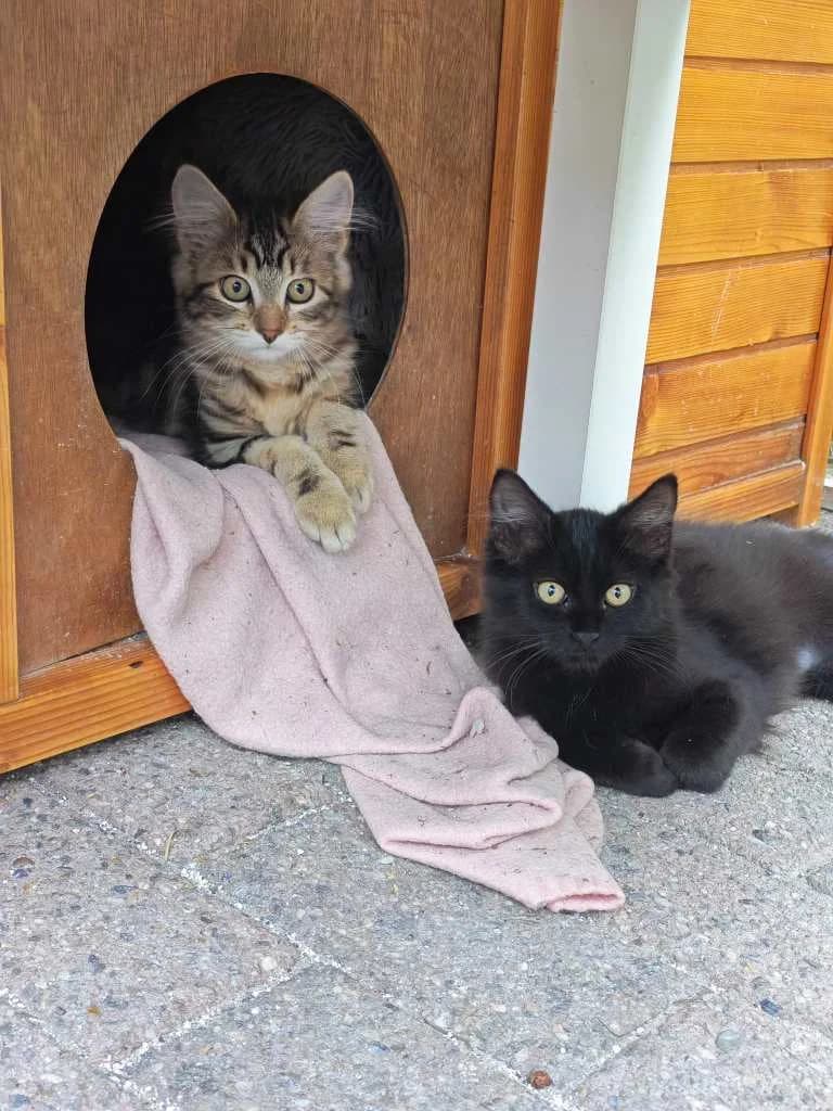 Greta, tijger female Mixed Breed Cat for adoption at Missie Miauw vzw