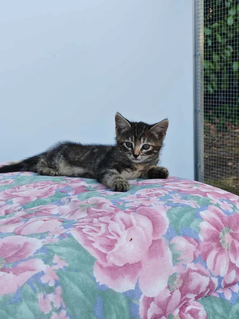 Korinne, tijger female puppy Mixed Breed Cat for adoption at Missie Miauw vzw