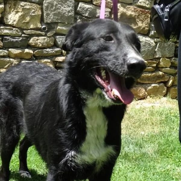 Eve, puppy Mixed Breed for adoption at Nalas Friends, Ghent