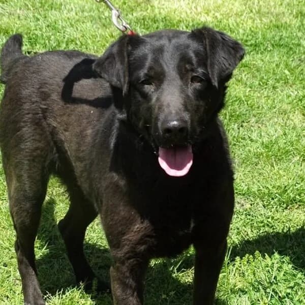 Ellie, puppy Mixed Breed for adoption at Nalas Friends, Ghent