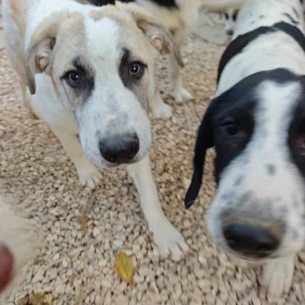 Butter, puppy Mixed Breed for adoption at Nalas Friends, Ghent