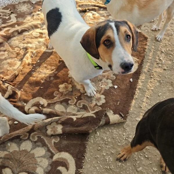 Loukomas, puppy Mixed Breed for adoption at Nalas Friends, Ghent