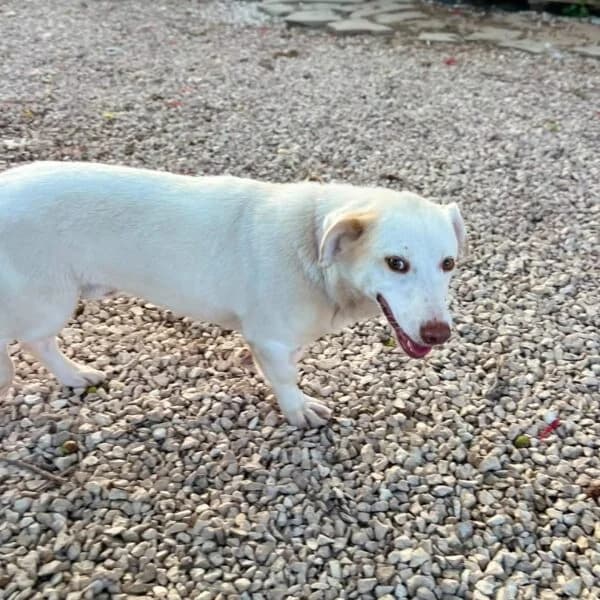 Ricky, puppy Mixed Breed for adoption at Nalas Friends, Ghent