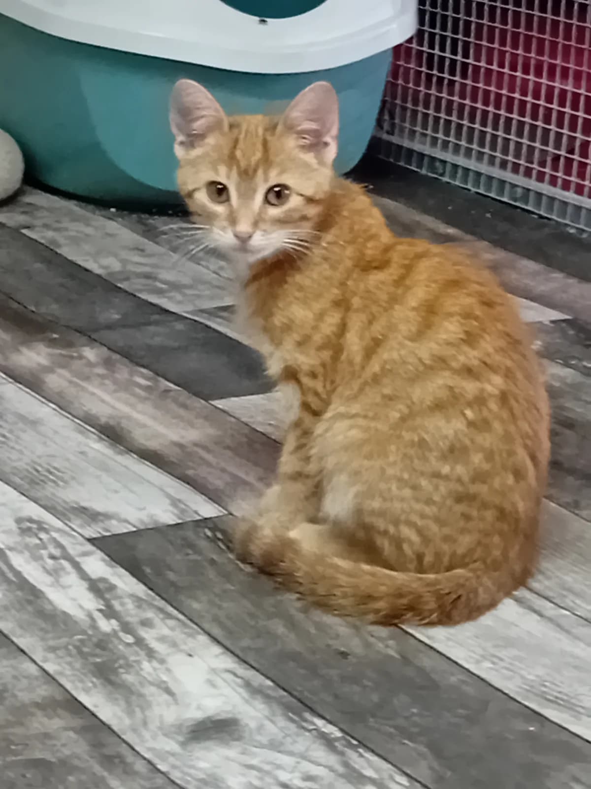 rousse, female Mixed Breed for adoption at Refuge Natur
