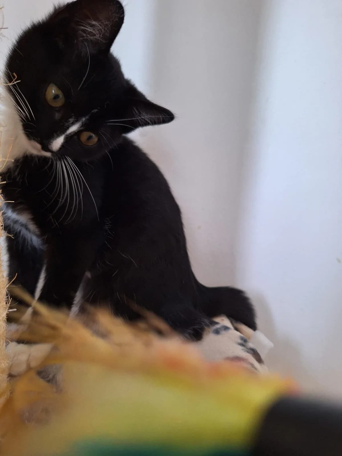 Oreo, female Mixed Breed for adoption at Opvang Kato VZW, Bilzen (Limburg)
