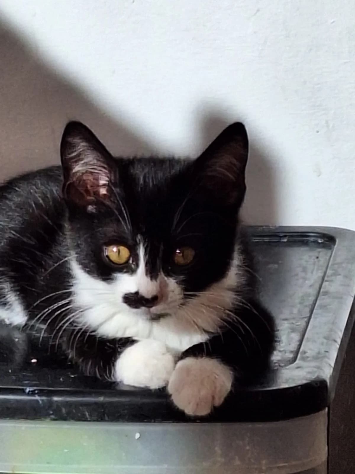 Sushi, male Mixed Breed for adoption at Opvang Kato VZW, Bilzen (Limburg)