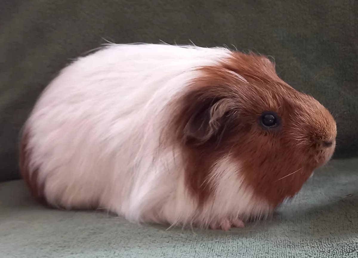 Bollie, male young Mixed Breed for adoption at VZW Opvang Knaagje