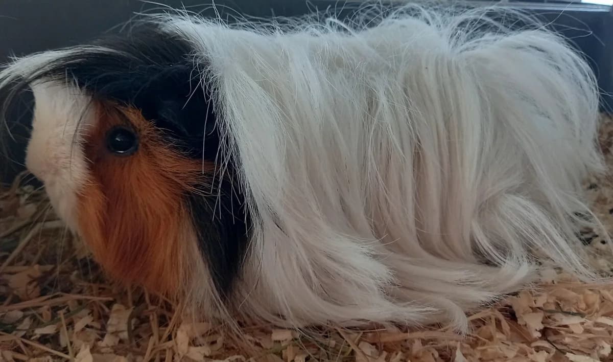 Fraya, female young Mixed Breed for adoption at VZW Opvang Knaagje