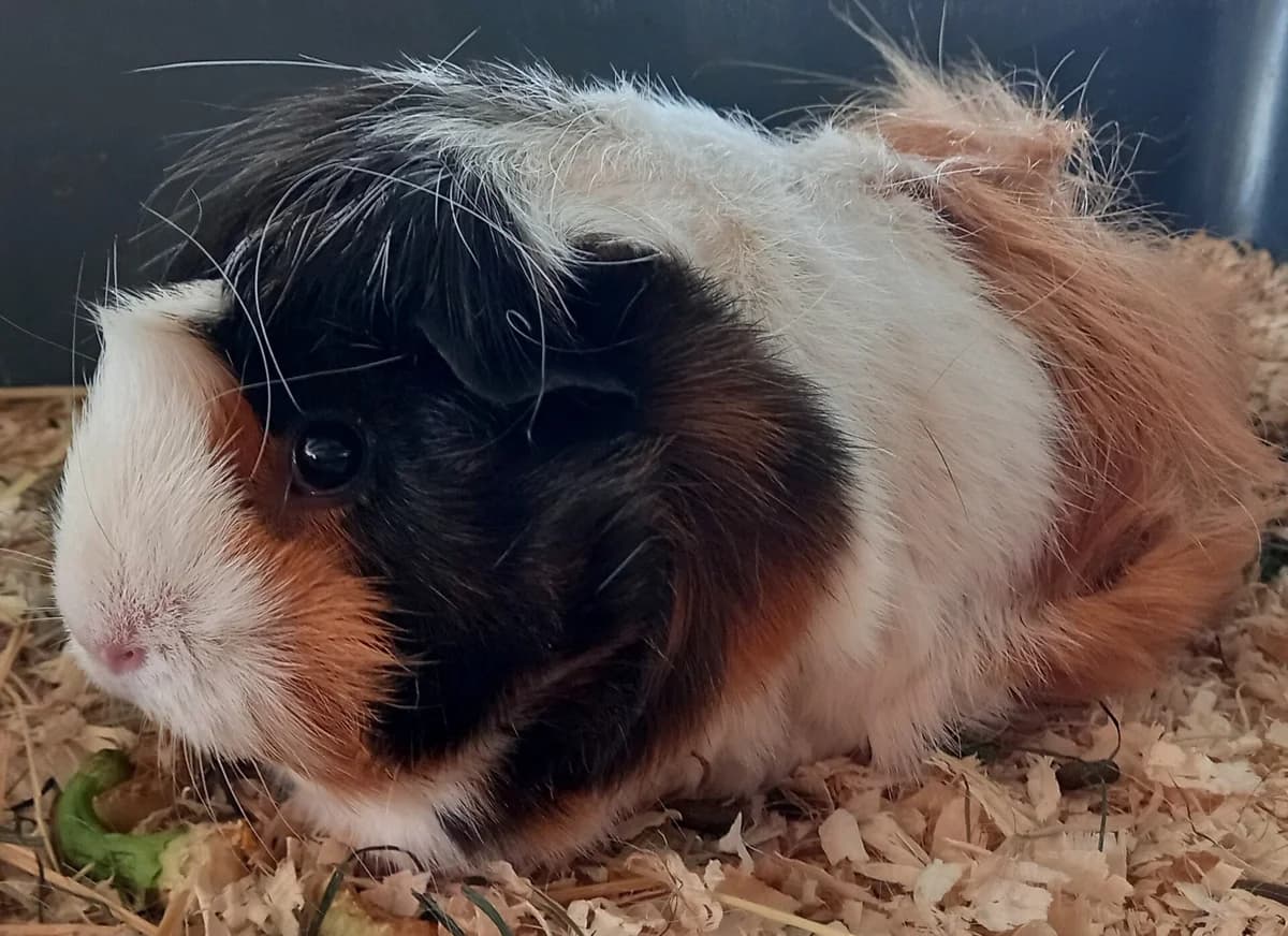 Hella, female young Mixed Breed for adoption at VZW Opvang Knaagje