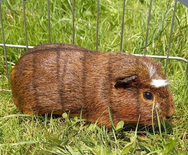 Isidore, male young Mixed Breed for adoption at VZW Opvang Knaagje