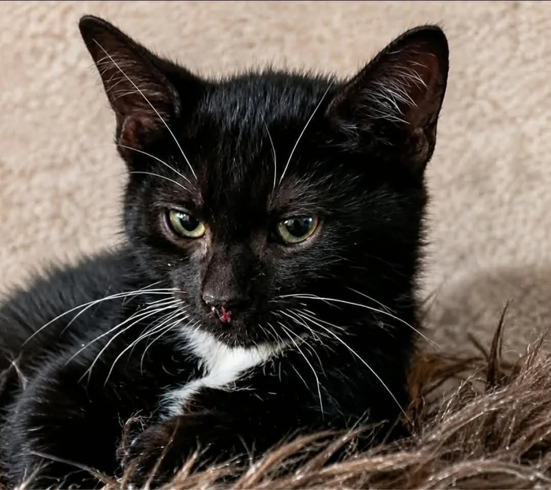 Elzar, male Mixed Breed for adoption at Paco Cat, Marcinelle (Charleroi)