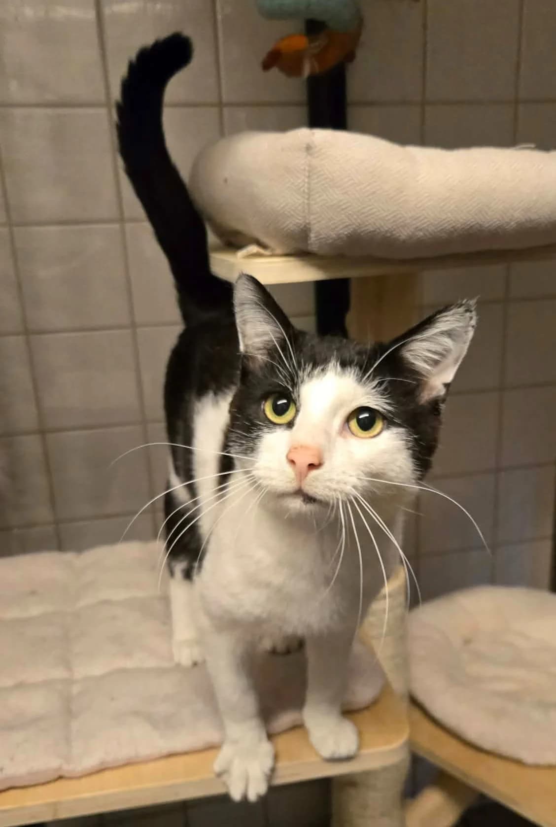 Vallas, male Mixed Breed for adoption at Paco Cat, Marcinelle (Charleroi)