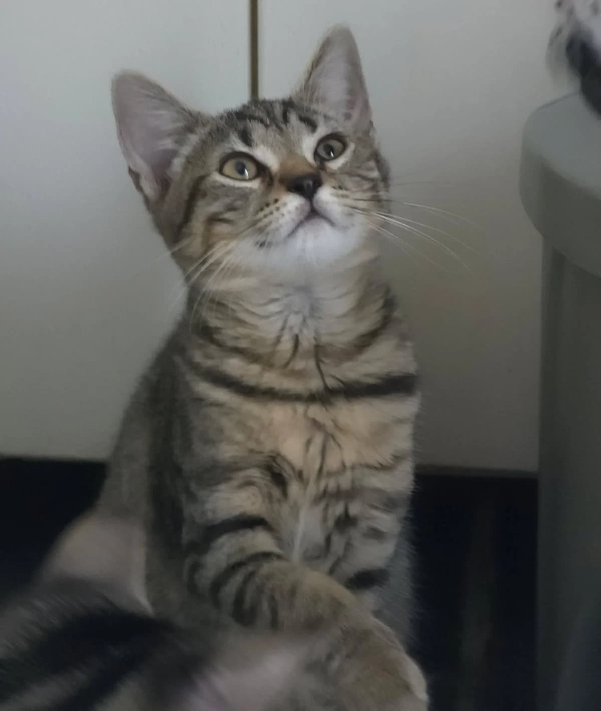 Aztèque, male Mixed Breed for adoption at Paco Cat, Marcinelle (Charleroi)