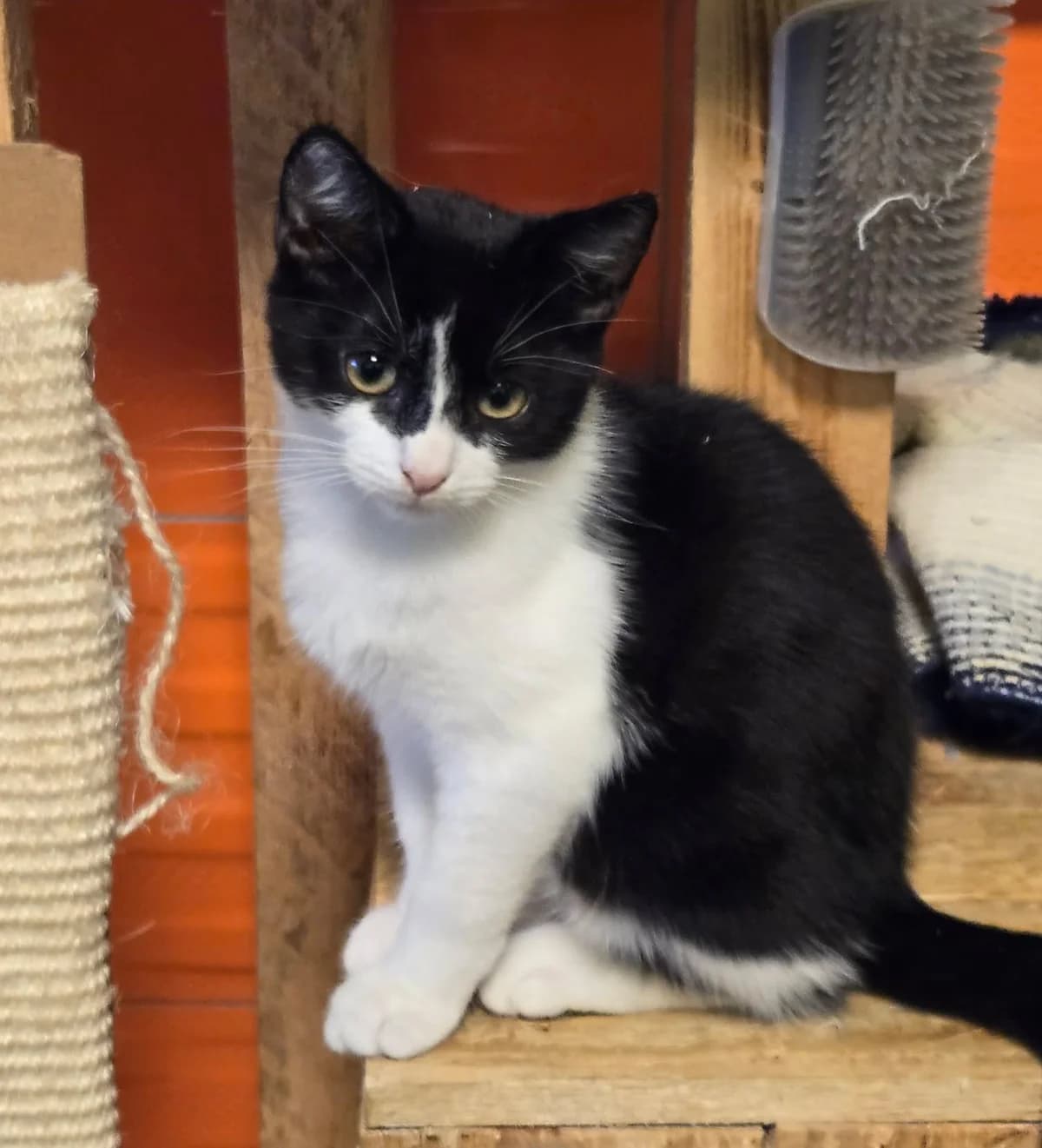 Portos, male Mixed Breed for adoption at Paco Cat, Marcinelle (Charleroi)