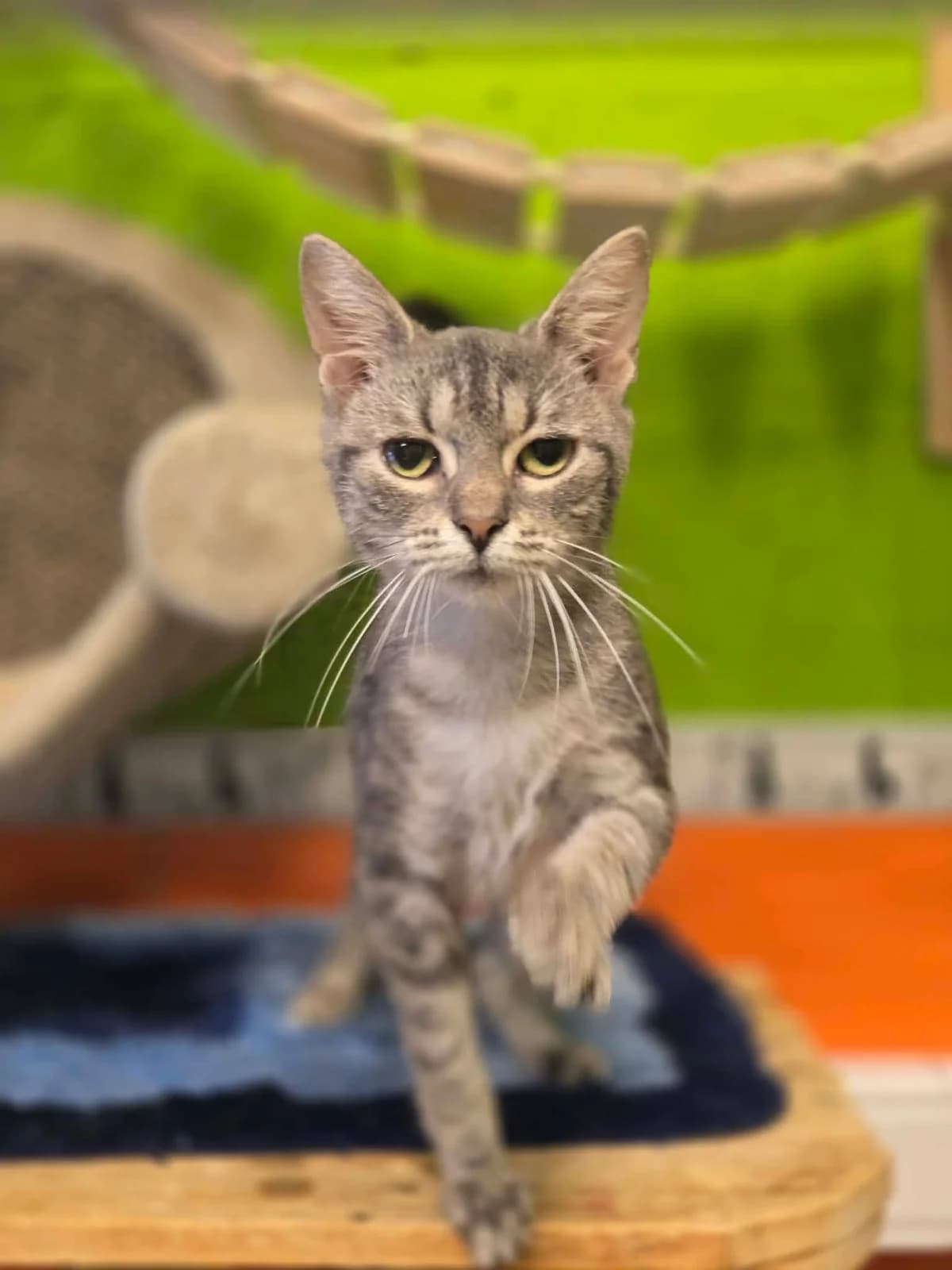 Oupsie, female Mixed Breed for adoption at Paco Cat, Marcinelle (Charleroi)