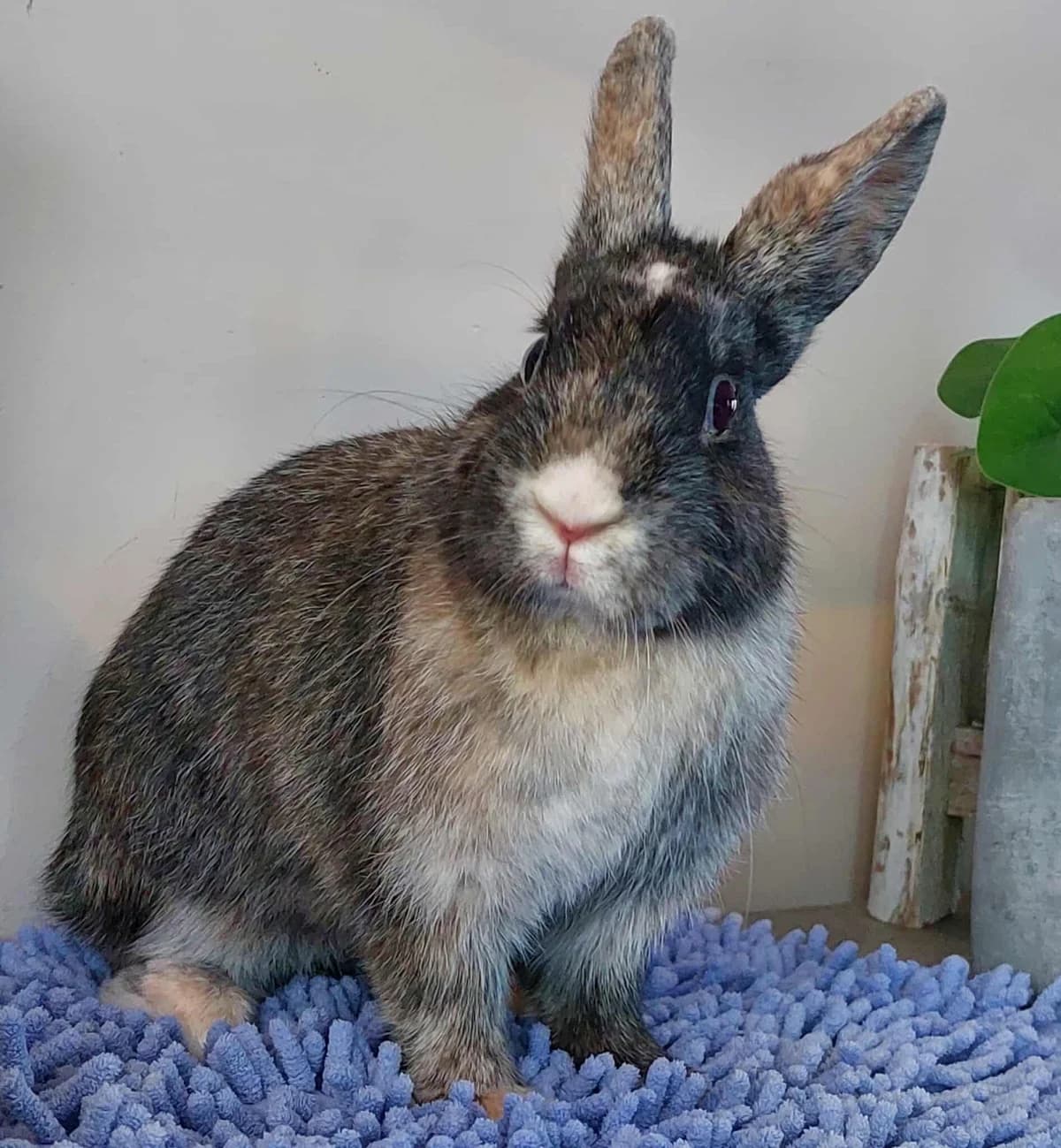Ximini, female Mixed Breed for adoption at Paco Cat, Marcinelle (Charleroi)