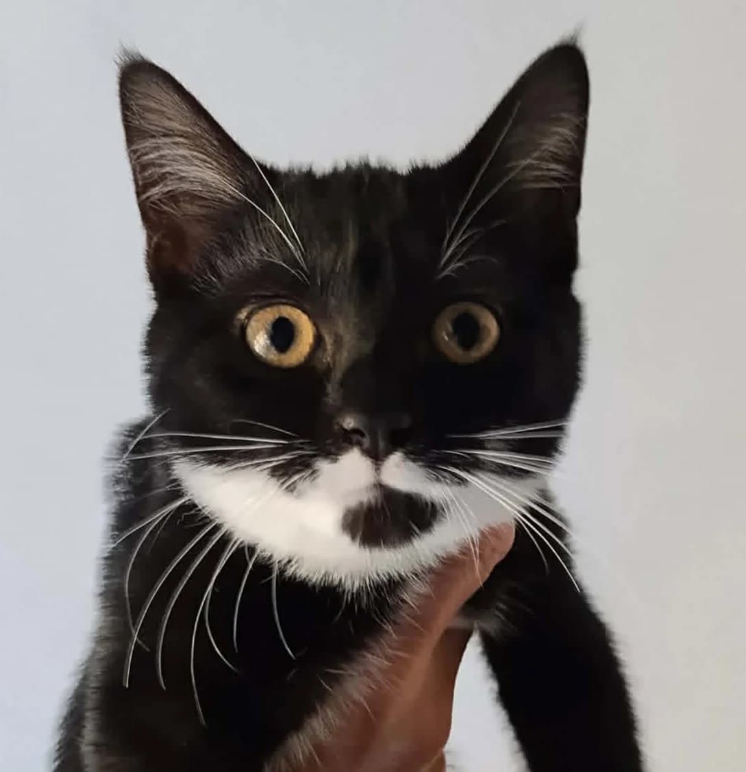 Tiana, female Mixed Breed for adoption at Paco Cat, Marcinelle (Charleroi)