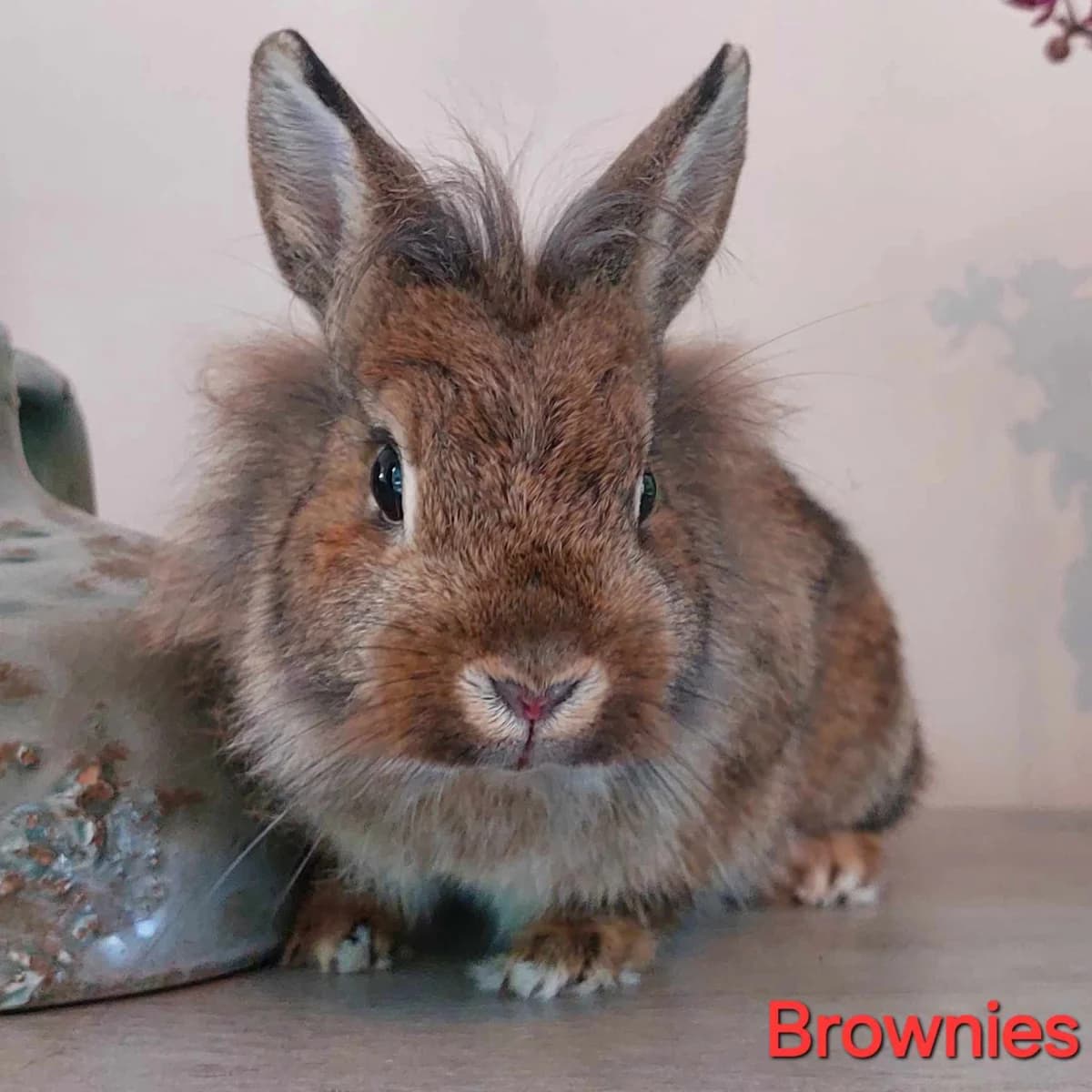 Brownies, female Mixed Breed for adoption at Paco Cat, Marcinelle (Charleroi)