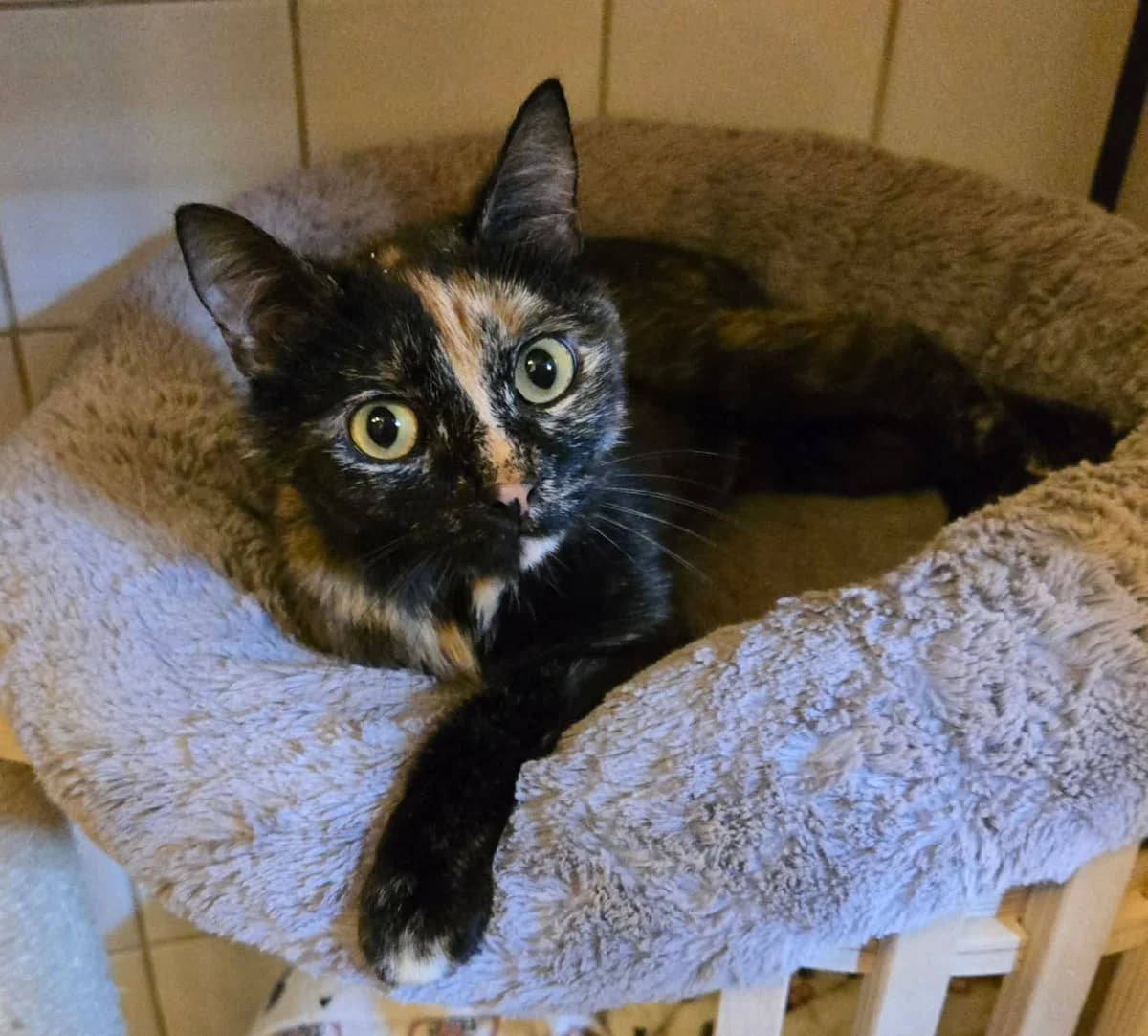 Kumie, female Mixed Breed for adoption at Paco Cat, Marcinelle (Charleroi)