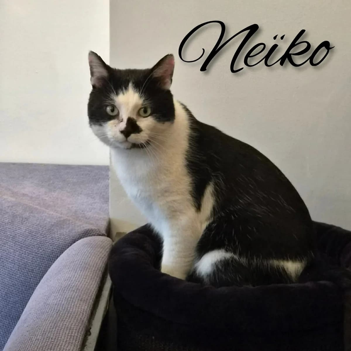Neรฏko, male Mixed Breed for adoption at Paco Cat, Marcinelle (Charleroi)