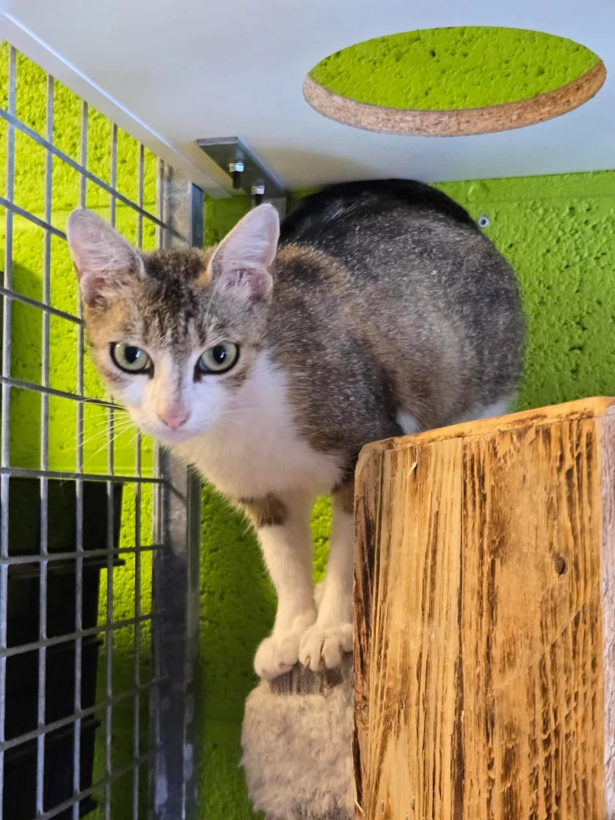 Origama, female Mixed Breed for adoption at Paco Cat, Marcinelle (Charleroi)
