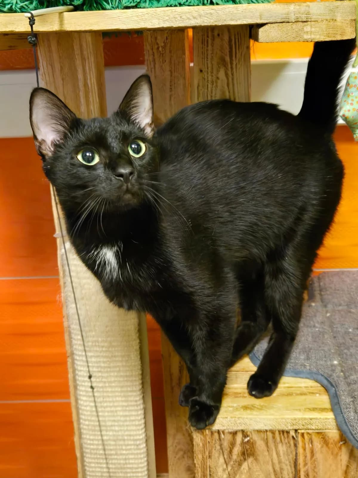 Jemina, female Mixed Breed for adoption at Paco Cat, Marcinelle (Charleroi)