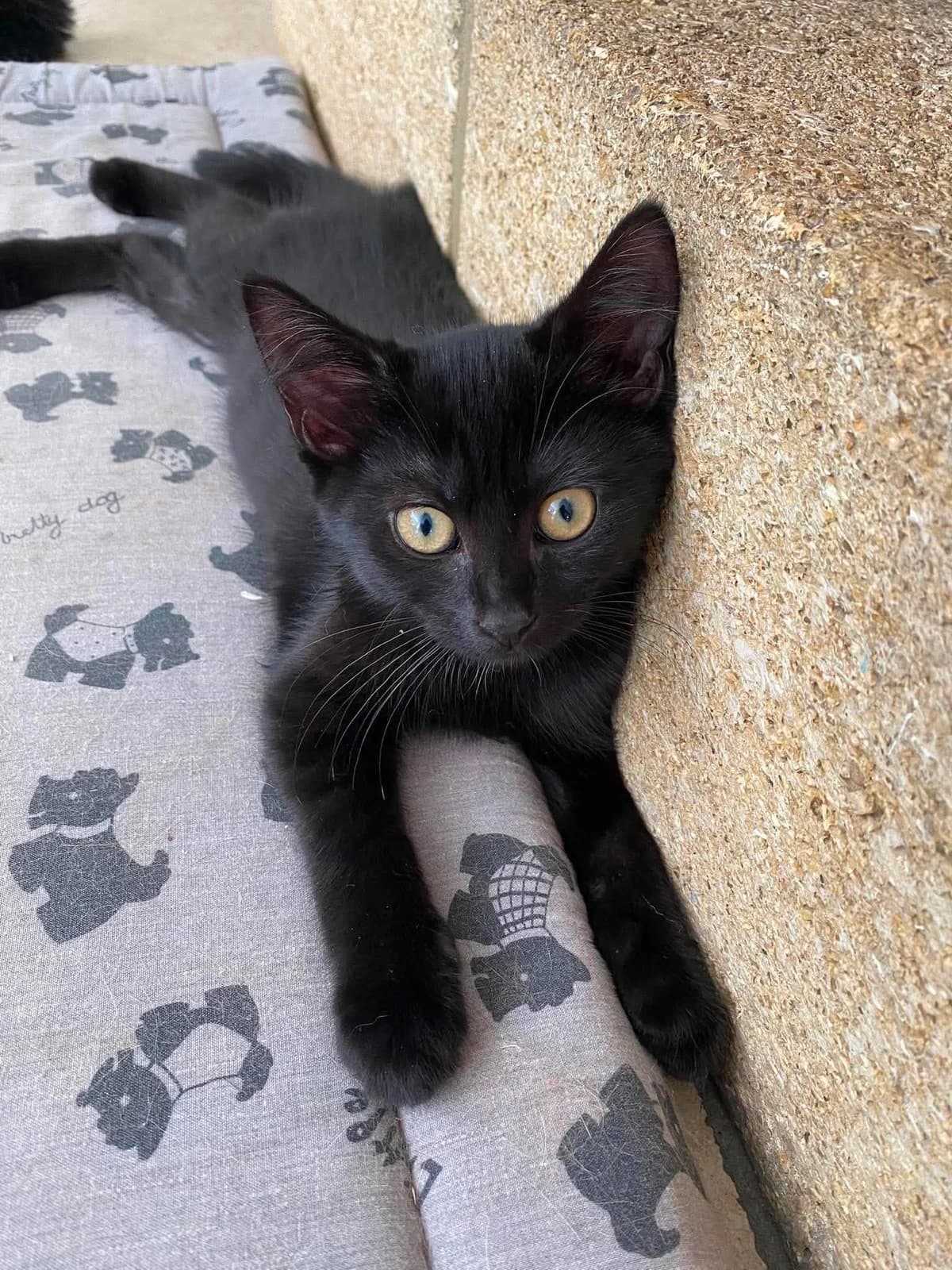Khorane, female Mixed Breed for adoption at Paco Cat, Marcinelle (Charleroi)