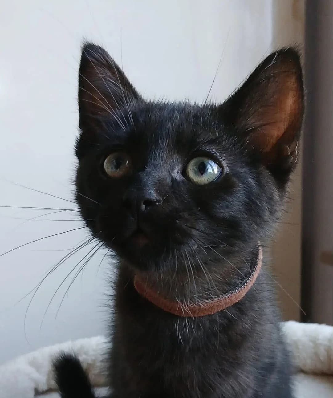 Jasim, male Mixed Breed for adoption at Paco Cat, Marcinelle (Charleroi)