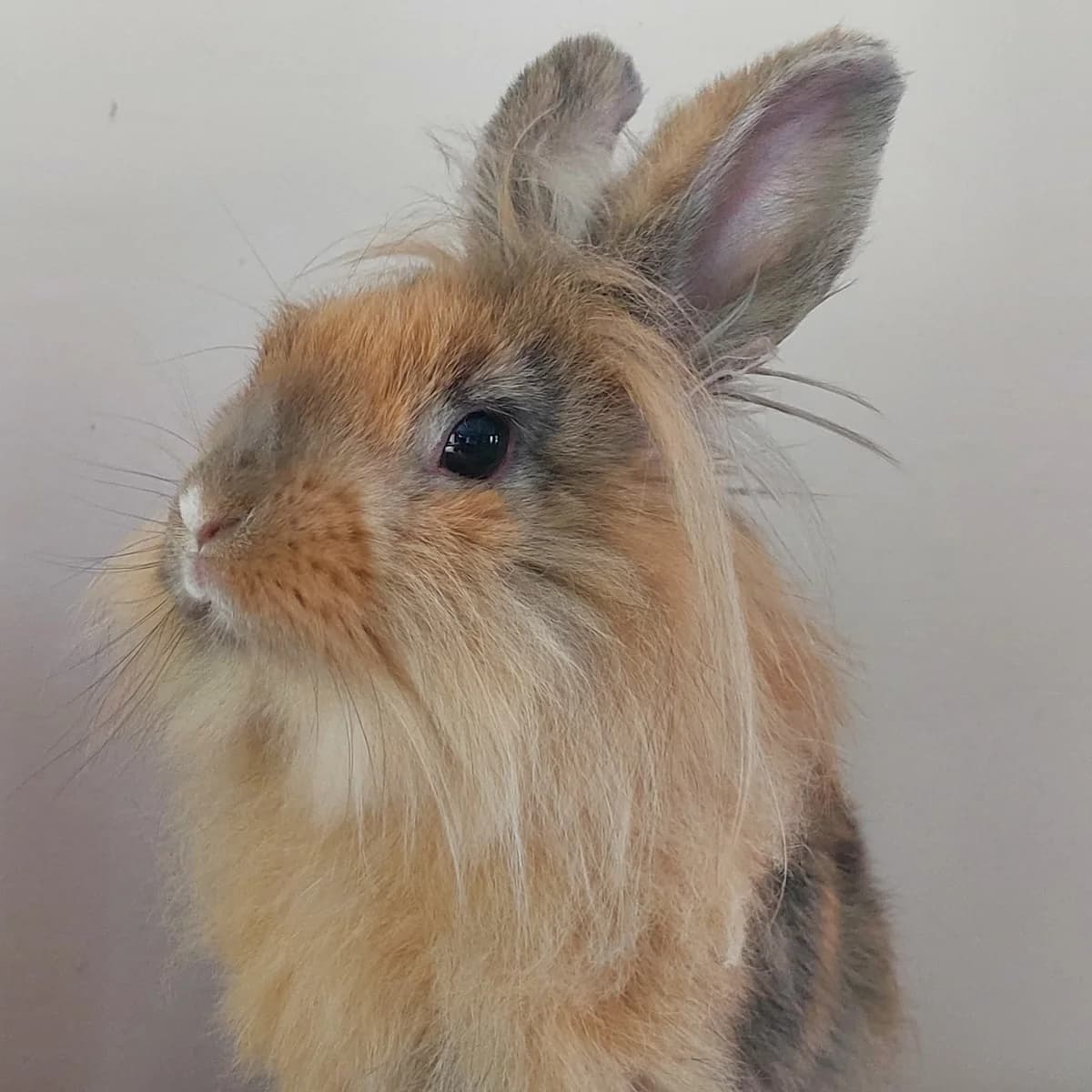 Irish, female Mixed Breed for adoption at Paco Cat, Marcinelle (Charleroi)