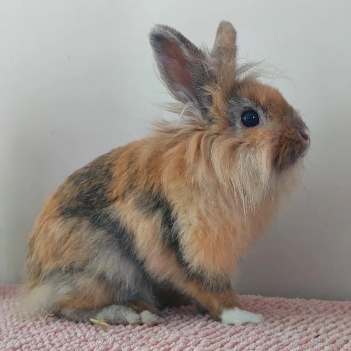 Irish, female Mixed Breed for adoption at Paco Cat, Marcinelle (Charleroi)