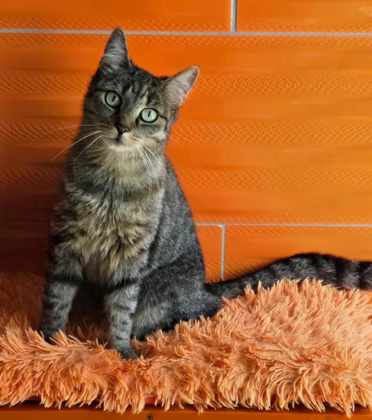 Quirsh, female Mixed Breed for adoption at Paco Cat, Marcinelle (Charleroi)