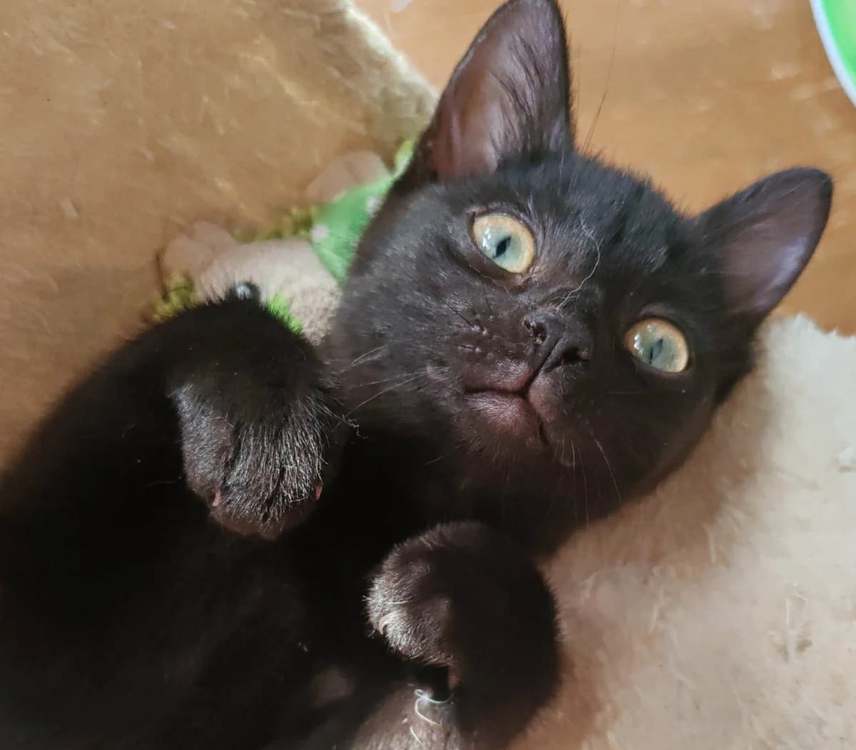 Basil, male Mixed Breed for adoption at Paco Cat, Marcinelle (Charleroi)