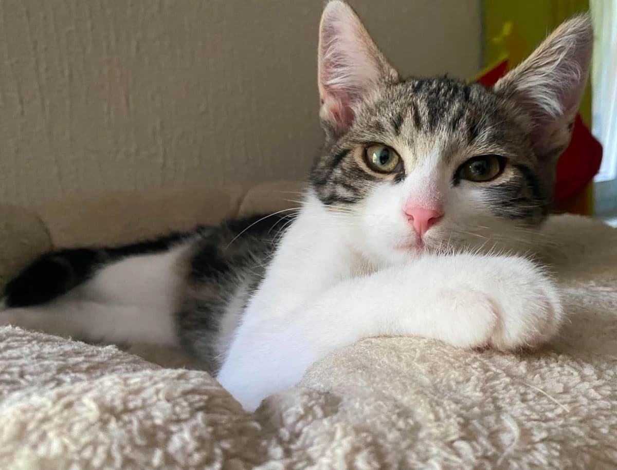 Ovidus, male Mixed Breed for adoption at Paco Cat, Marcinelle (Charleroi)