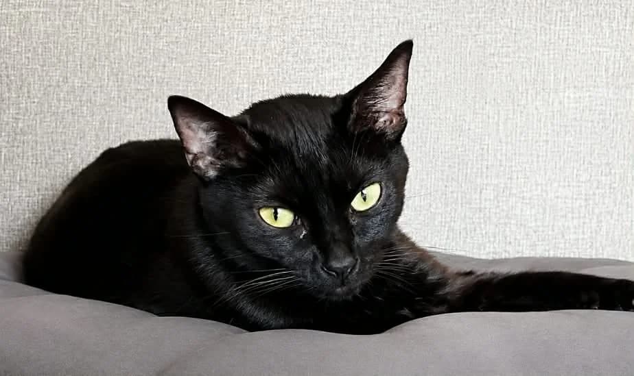 Tambourine, female Mixed Breed for adoption at Paco Cat, Marcinelle (Charleroi)