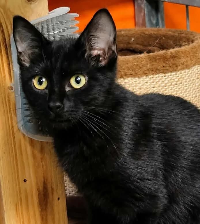 Xoumi, male Mixed Breed for adoption at Paco Cat, Marcinelle (Charleroi)