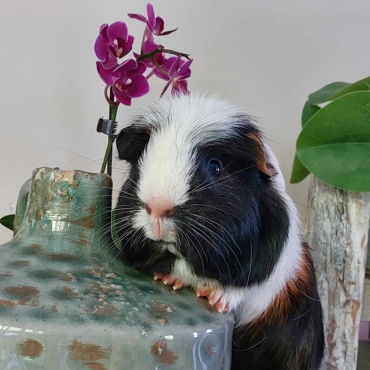 Isidore, male Mixed Breed for adoption at Paco Cat, Marcinelle (Charleroi)