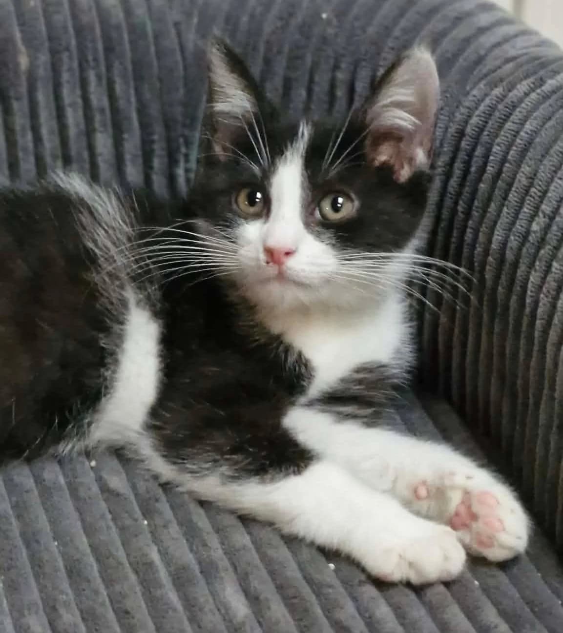 Fainore, female Mixed Breed for adoption at Paco Cat, Marcinelle (Charleroi)