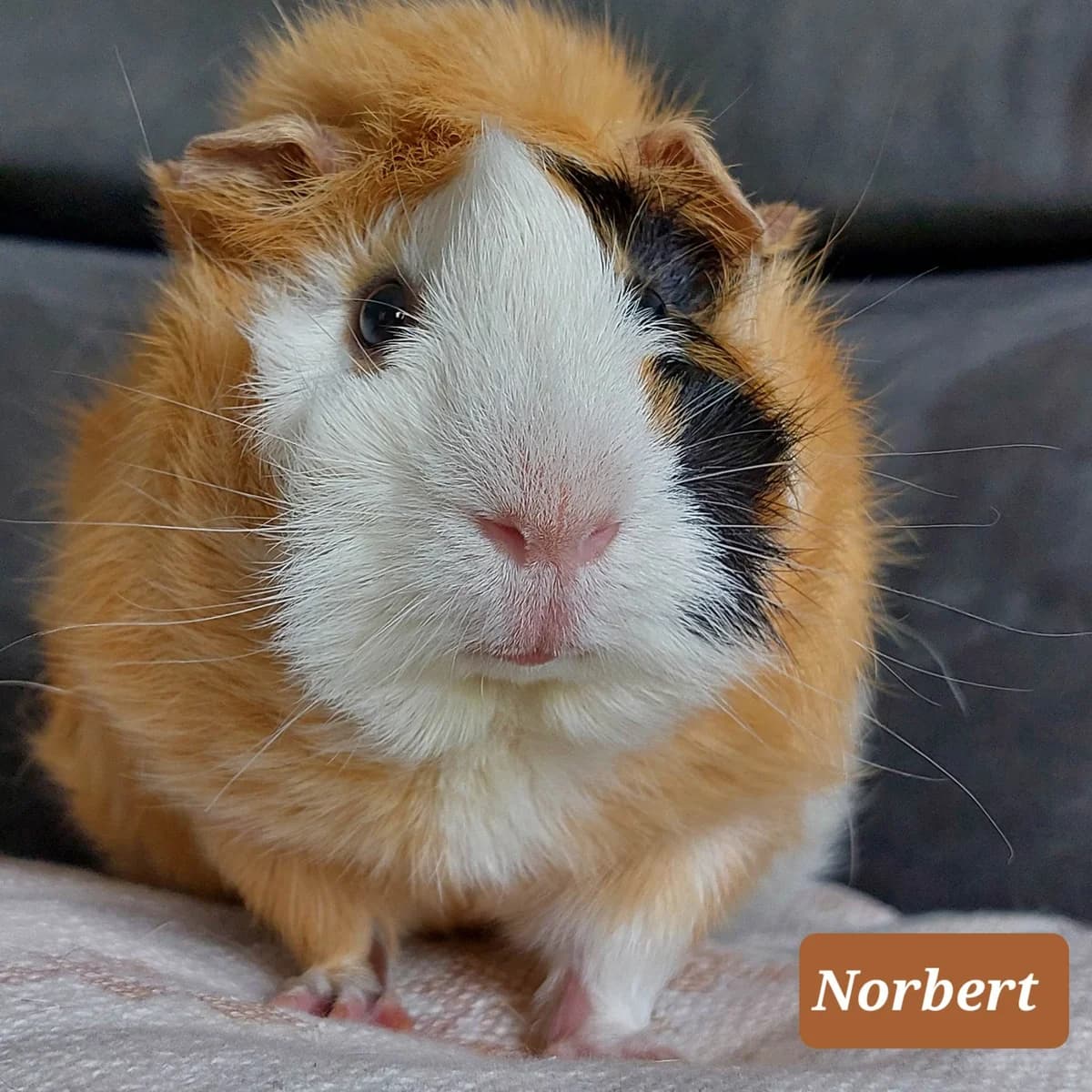 Norbert, male Mixed Breed for adoption at Paco Cat, Marcinelle (Charleroi)