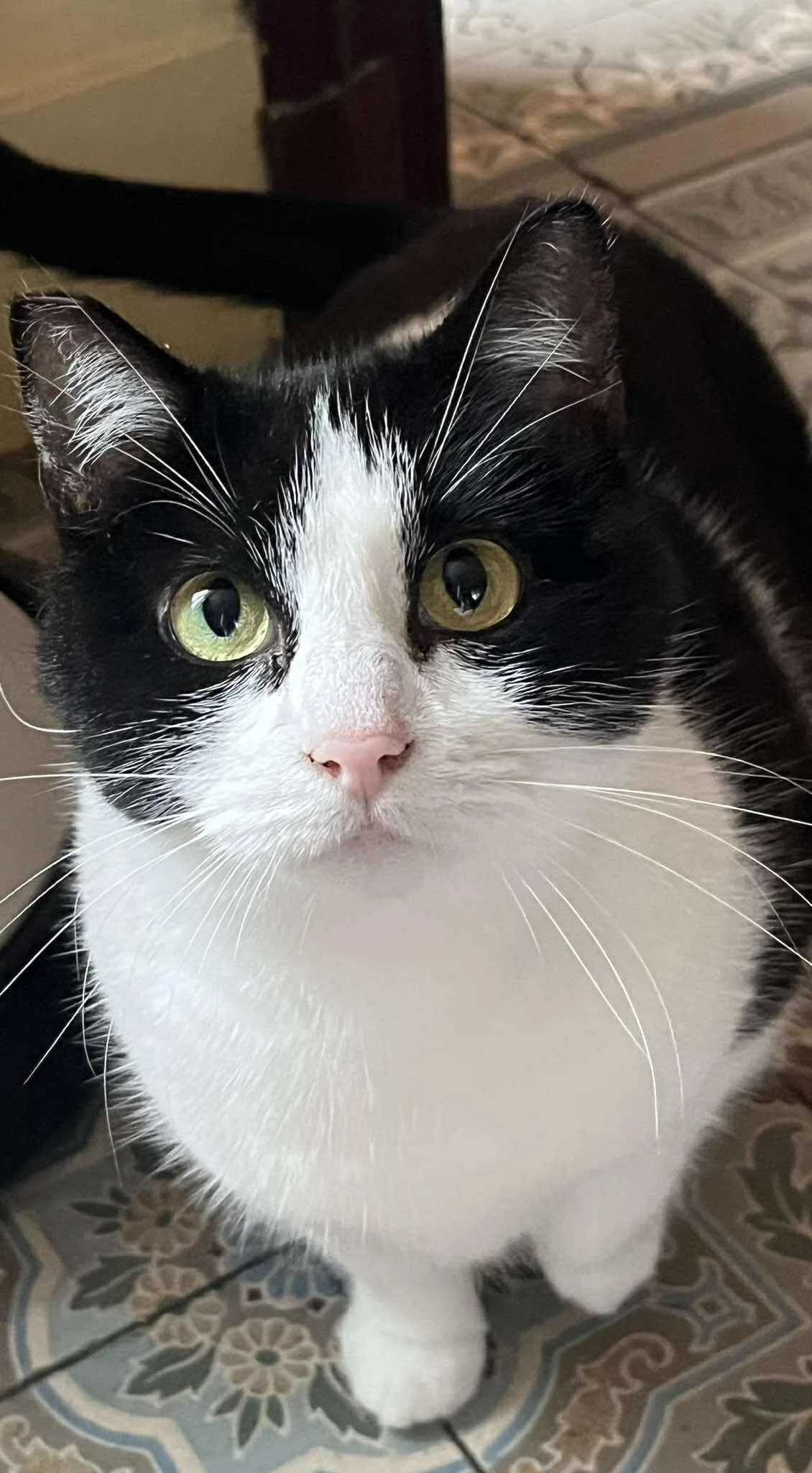 Alix, female Mixed Breed for adoption at Paco Cat, Marcinelle (Charleroi)