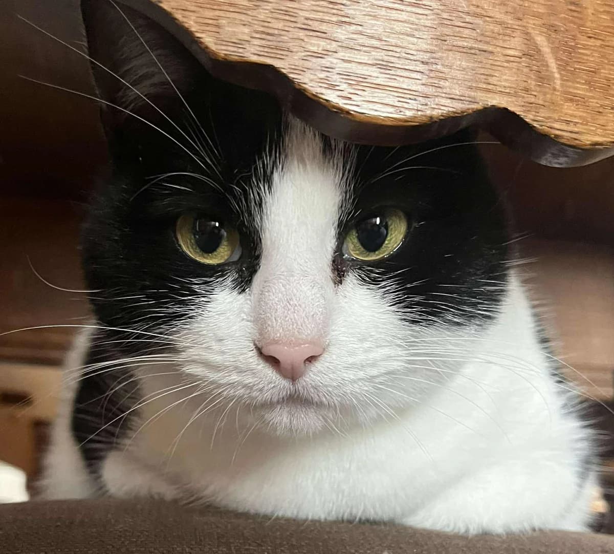 Alix, female Mixed Breed for adoption at Paco Cat, Marcinelle (Charleroi)