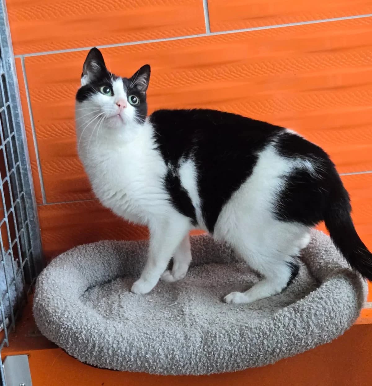Simon, male Mixed Breed for adoption at Paco Cat, Marcinelle (Charleroi)