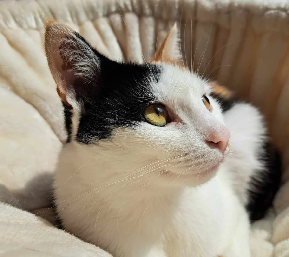 Lucie, female Mixed Breed for adoption at Paco Cat, Marcinelle (Charleroi)
