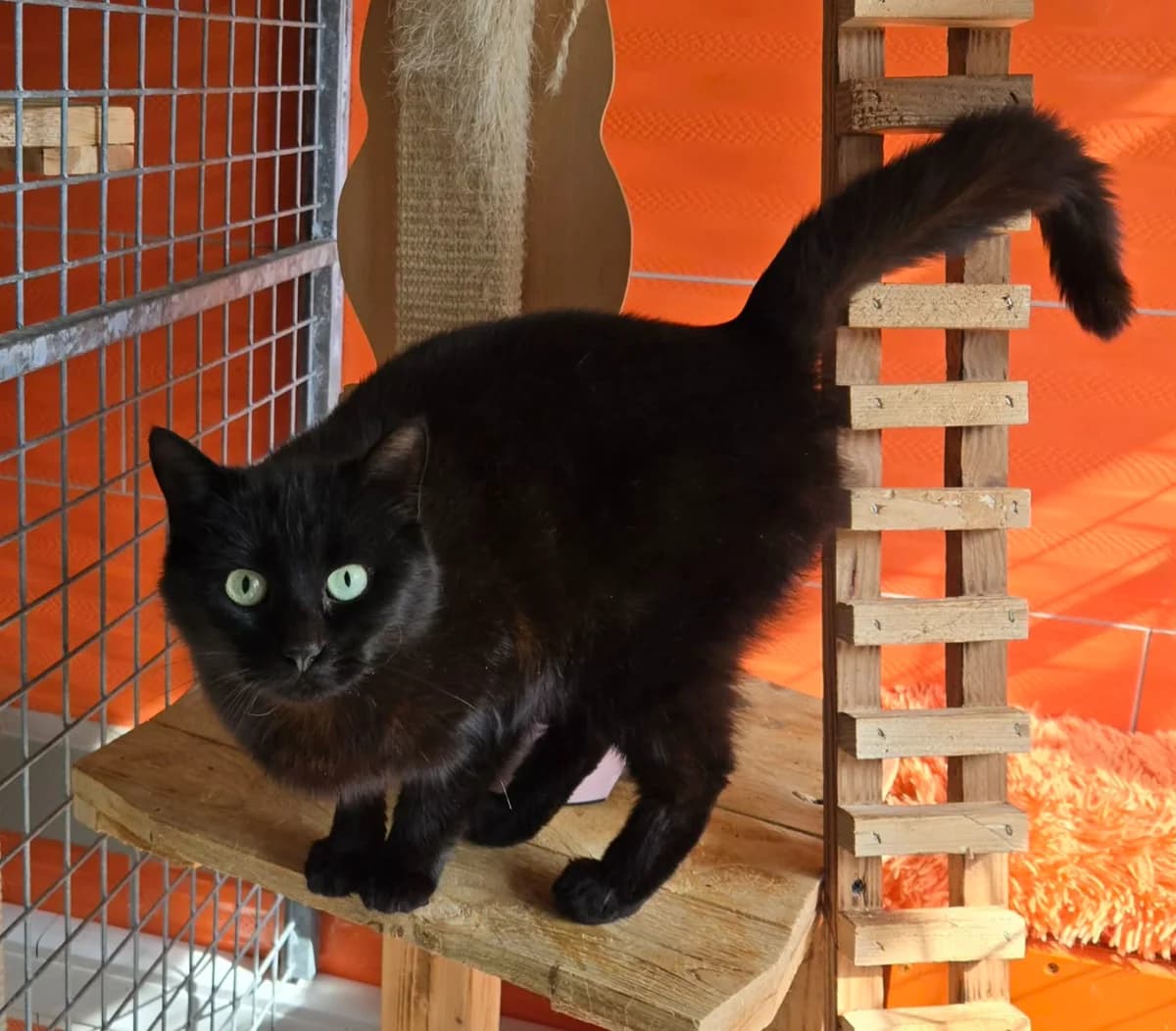 Imalaya, female Mixed Breed for adoption at Paco Cat, Marcinelle (Charleroi)