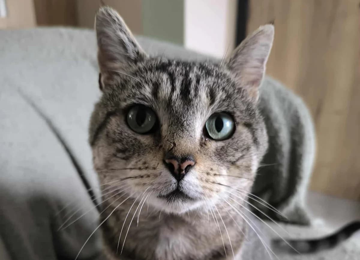 Pasha, male Mixed Breed for adoption at Paco Cat, Marcinelle (Charleroi)