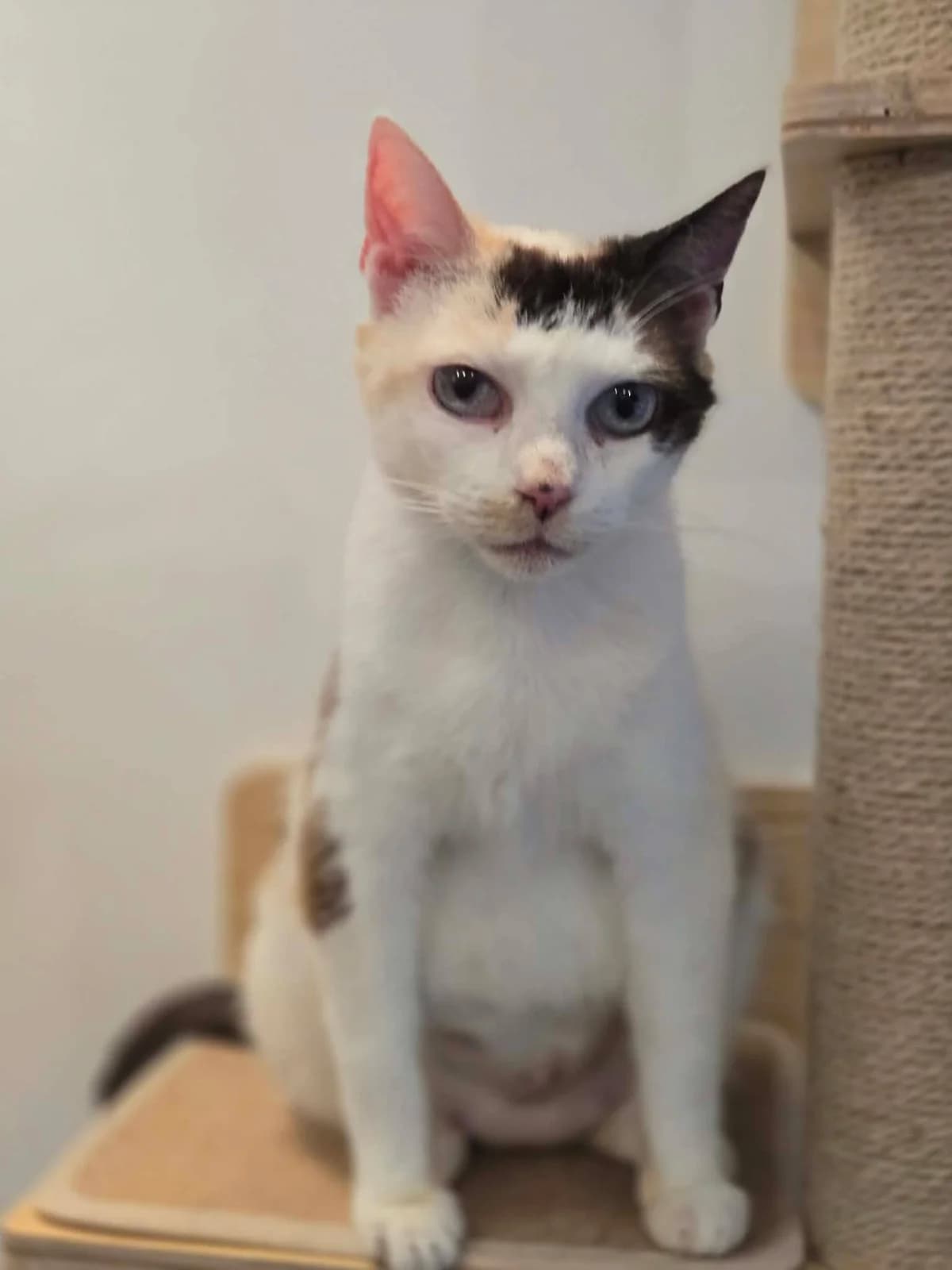 Hobbes, female Mixed Breed for adoption at Paco Cat, Marcinelle (Charleroi)