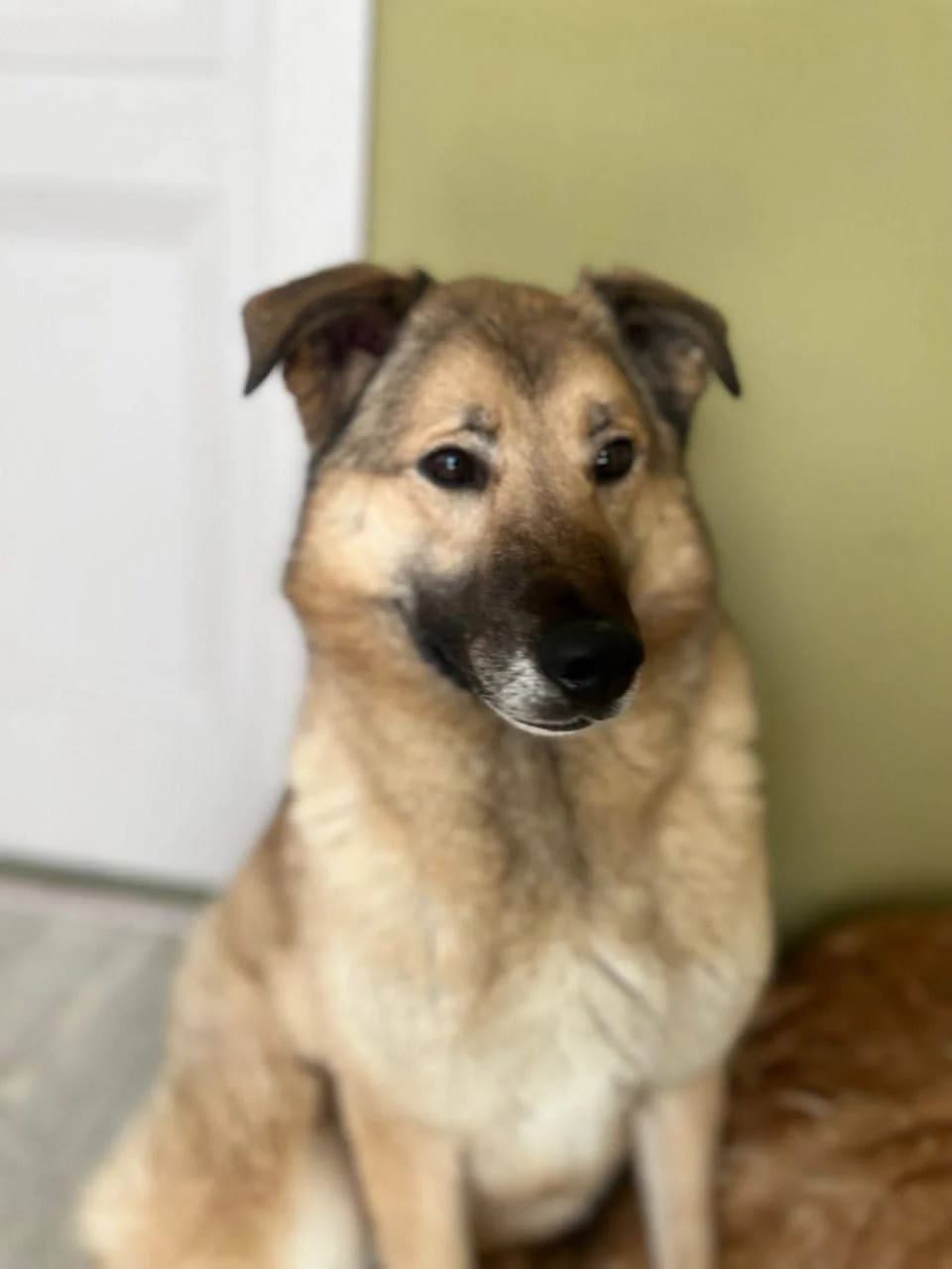 Miffi, 4yo Mixed Breed for adoption at PetConnect
