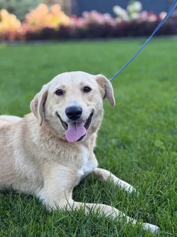 Gracy zoekt haar eigen thuis ❤️, young Mixed Breed for adoption at PetConnect