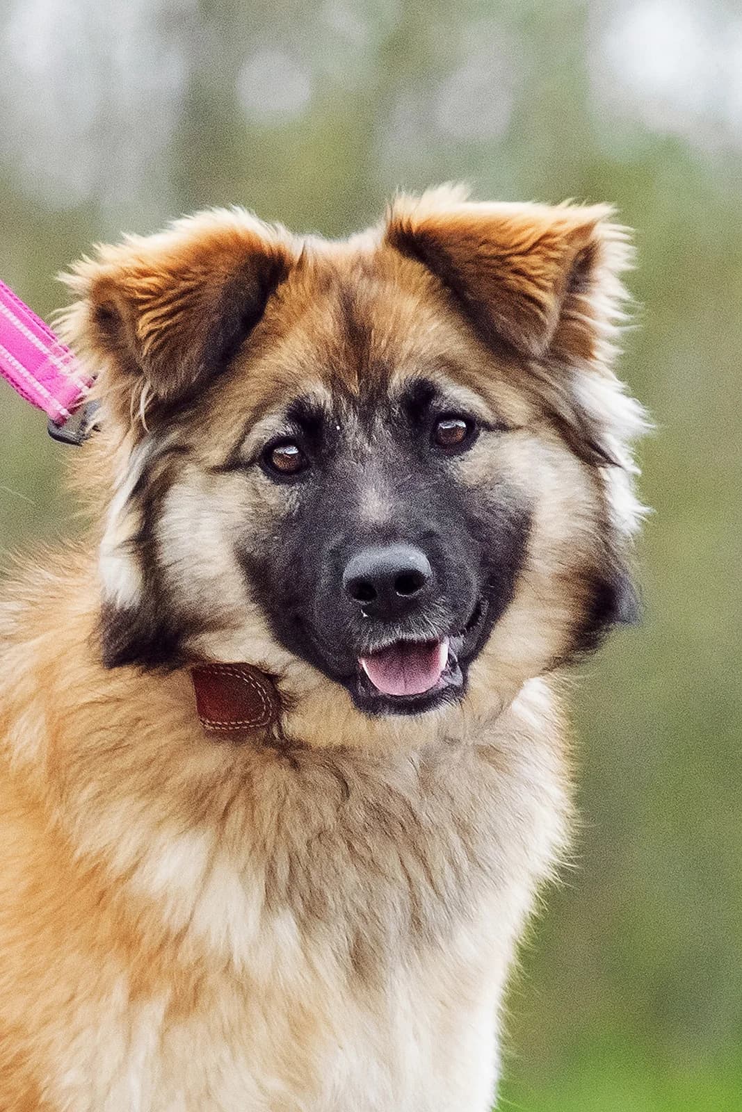 Lavria, goud young Mixed Breed for adoption at PetConnect